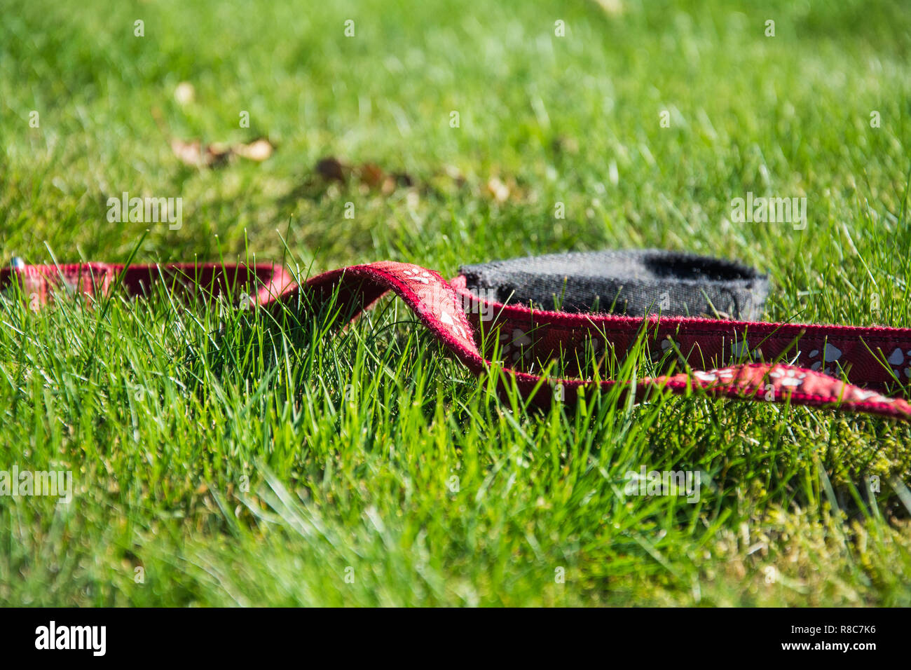 Cane piombo sdraiati sull'erba. Potrebbe rappresentare l'idea di una perdita o mancanza cane Foto Stock