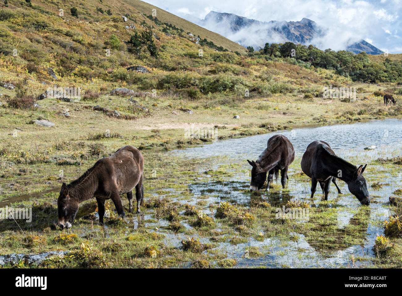 Tre muli il pascolo in uno stagno a Robluthang, Gasa distretto, Snowman Trek, Bhutan Foto Stock