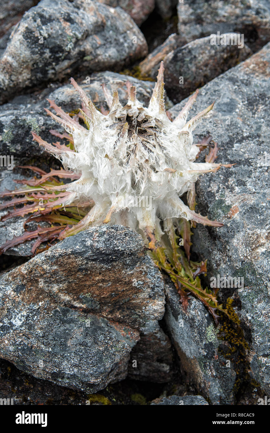 Snowball impianto (Saussurea gossypiphora) a Sinche La pass, Gasa distretto, Snowman Trek, Bhutan Foto Stock