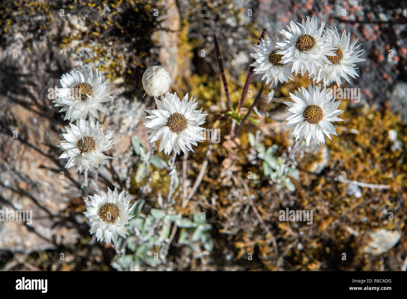 L'Himalayan fiori bianchi sul modo per Lemithang, Gasa distretto, Snowman Trek, Bhutan Foto Stock