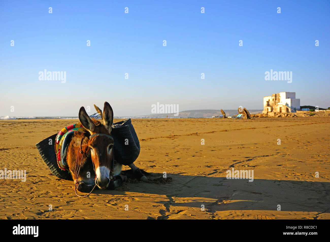 Sidi Kaouki beach, surf posto, Marocco, Africa Foto Stock