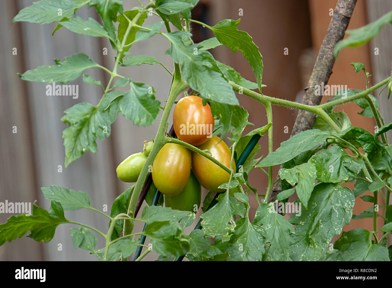 Il rosso e il verde roma pomodori sulla vite Foto Stock
