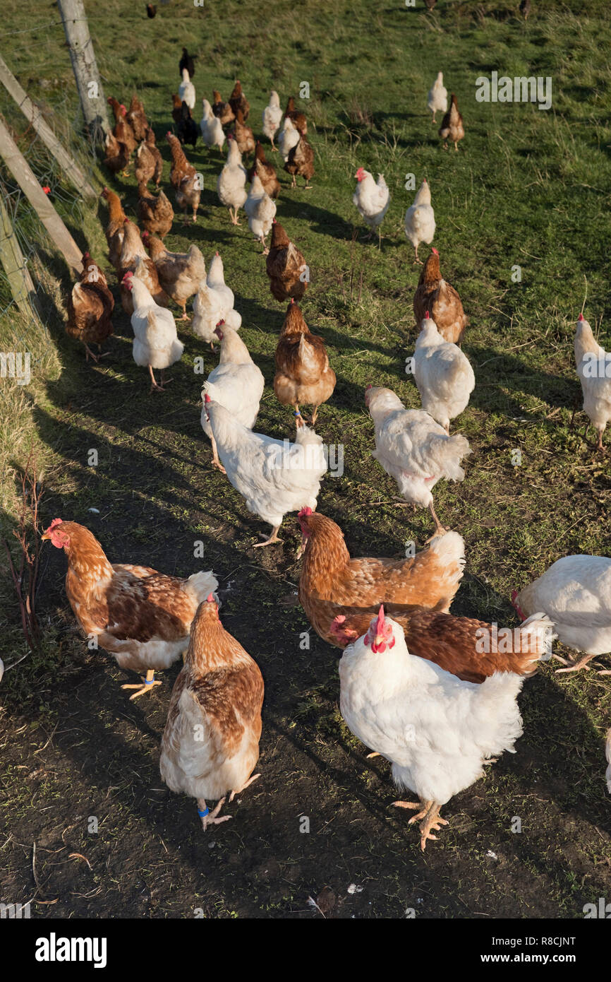 dh Hen Flock POLLAME UK Brown e uccelli da fattoria bianca polli freerange galline Foto Stock
