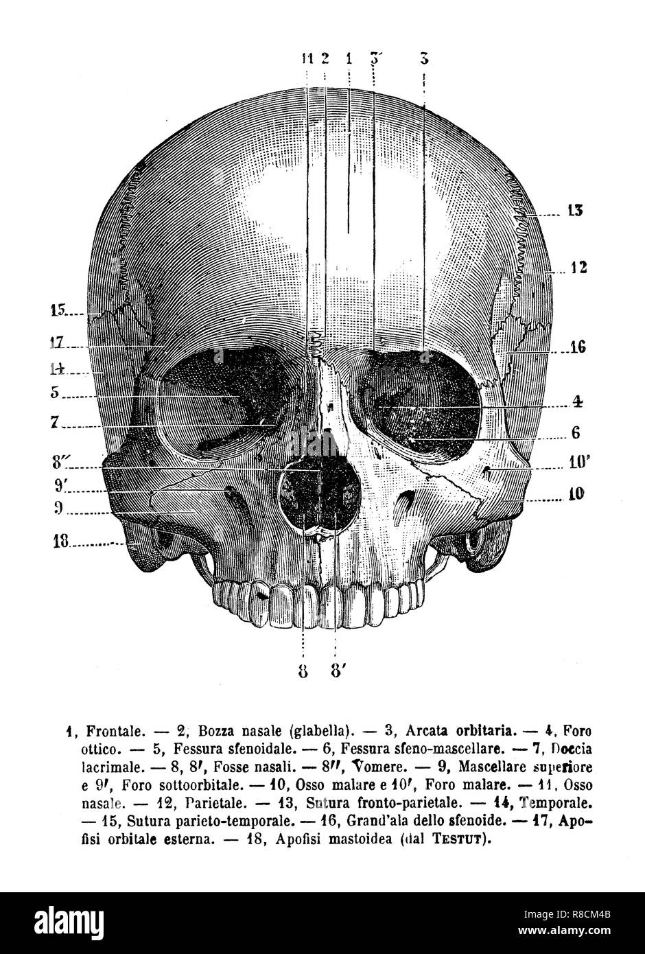 Vintage illustrazione di anatomia, teschio umano vista frontale, descrizioni anatomiche in italiano Foto Stock