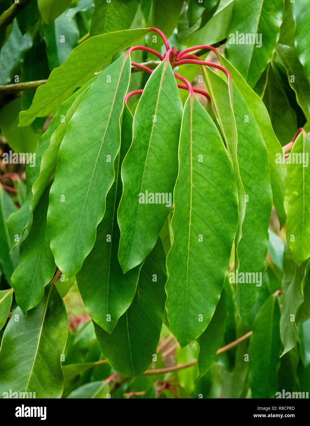 Daphniphyllum macropodium un sino giapponese albero con foglie rosso steli e caratteristica di foglie di chino Foto Stock