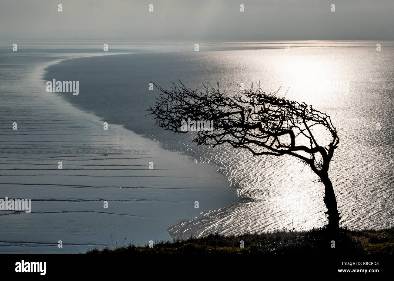 Crooked biancospino sagomati da prevalenti venti da ovest e la bassa marea linea a Brean giù la penisola sulla costa di Somerset Foto Stock