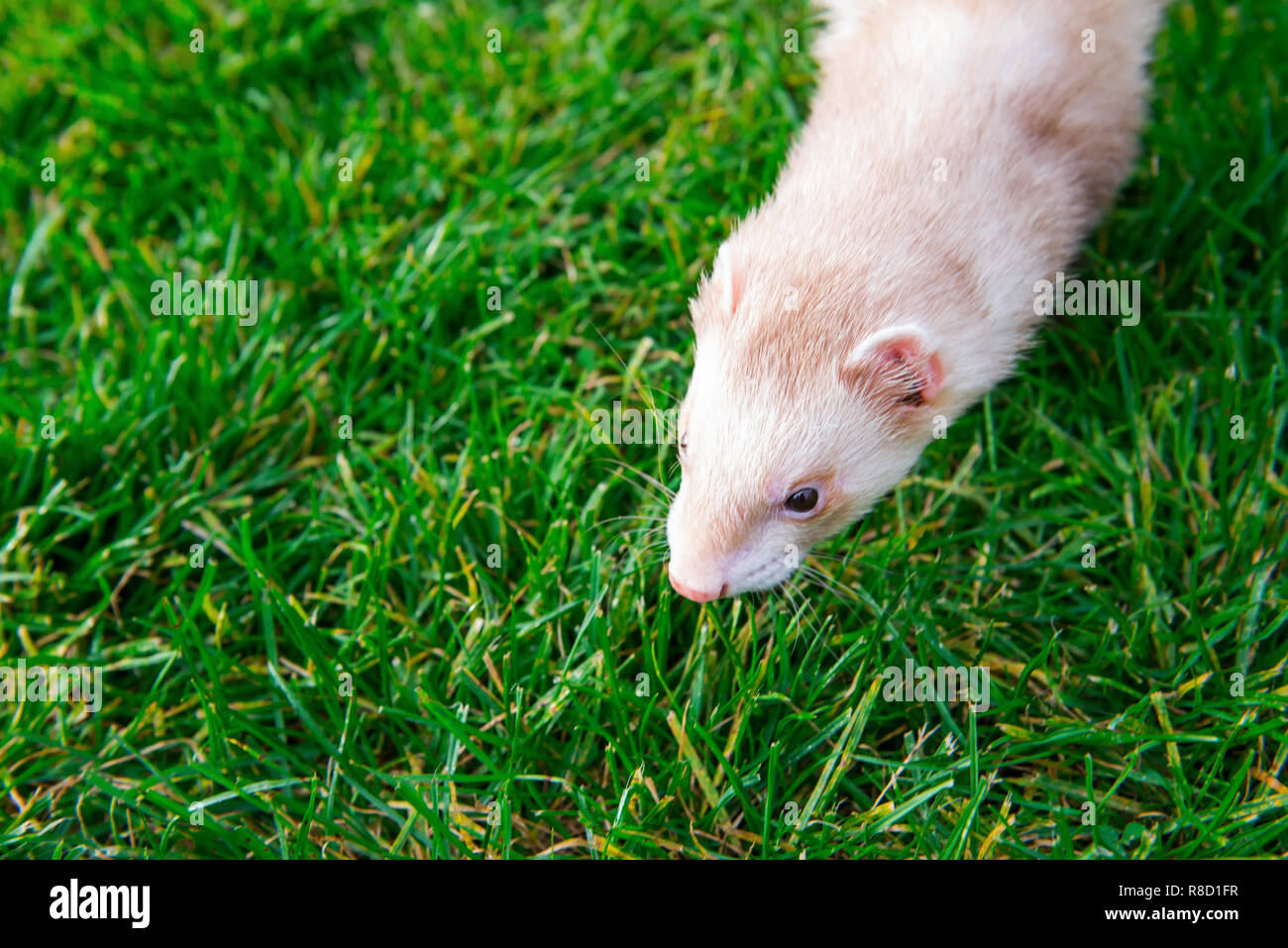 Il beige ferret godendo libera a piedi su erba verde del giardino, parco. Home pet concetto. Messa a fuoco selettiva. spazio copia Foto Stock