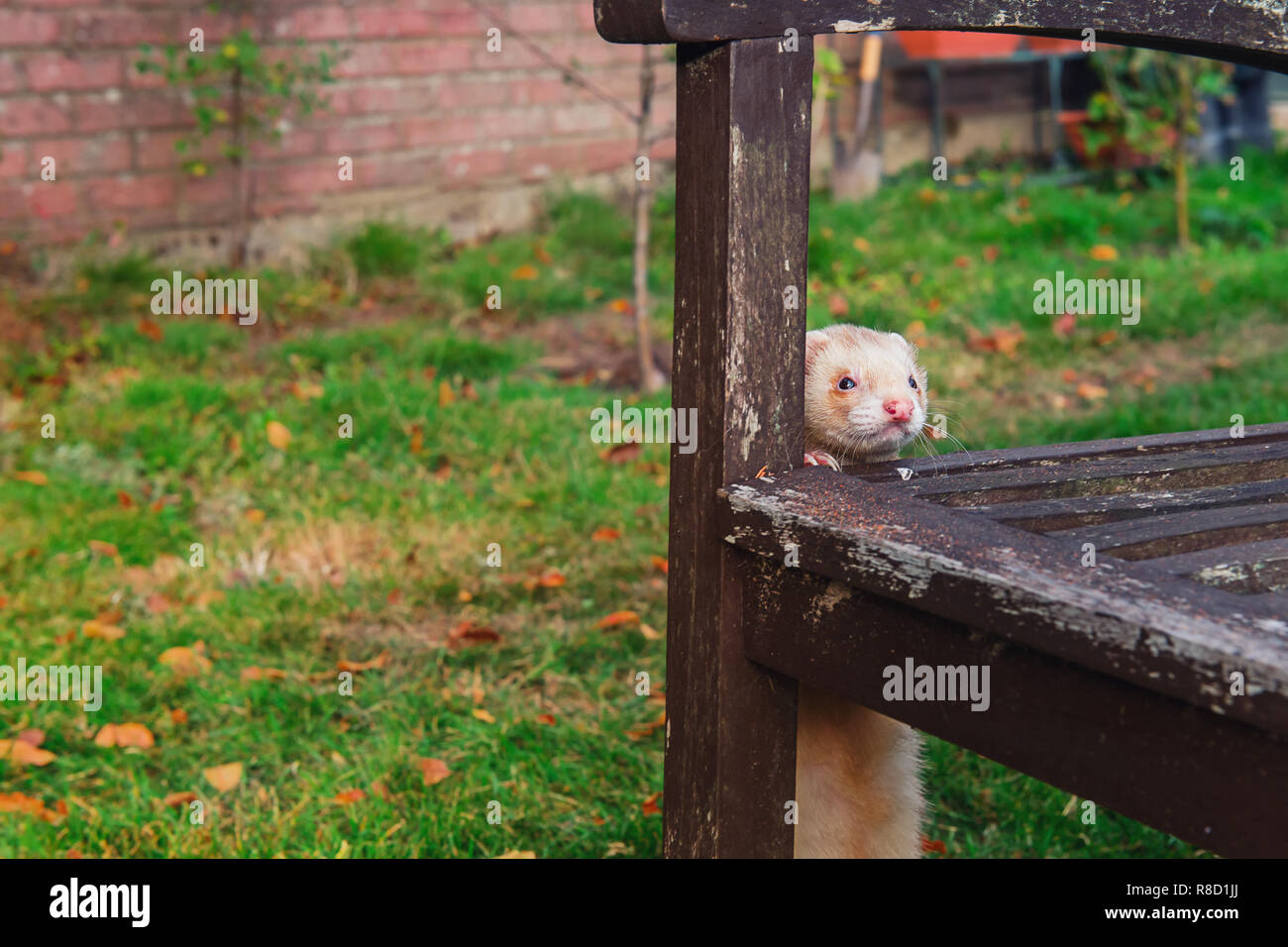 Il beige ferret in piedi vicino al vecchio legno da banco e godendo libera passeggiata nel giardino. Home pet concetto. Messa a fuoco selettiva. spazio copia Foto Stock