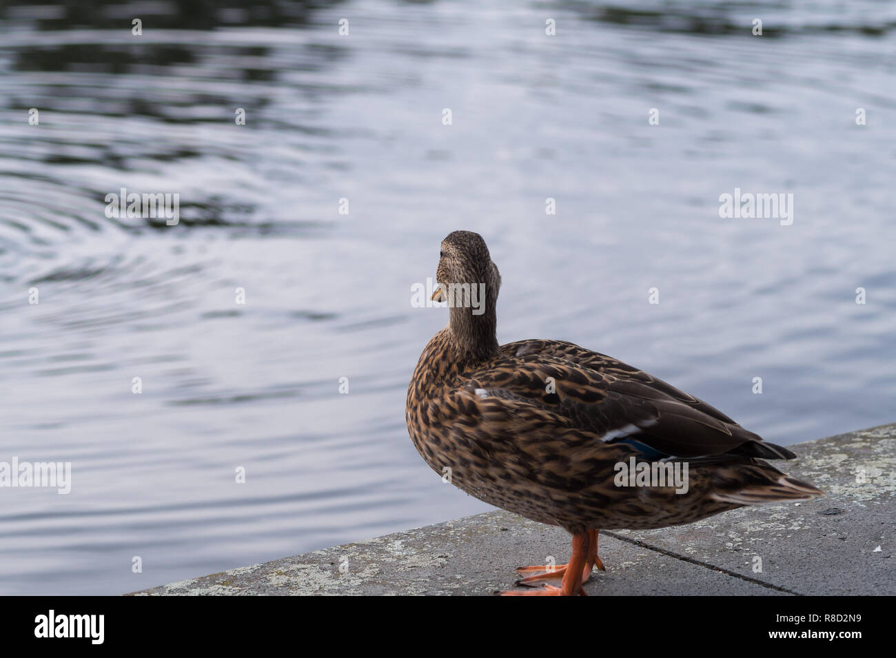 Close-up di una femmina permanente Mallard Duck (Anas platyrhynchos)presso il lago. Foto Stock