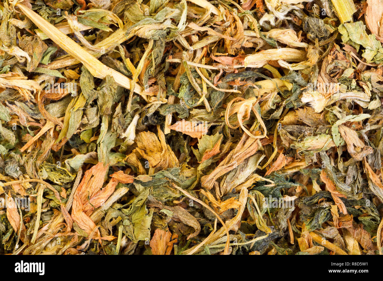 Asciugare l'erba medica, Medicago sativa close-up foto. Erbe su macro. Foto Stock