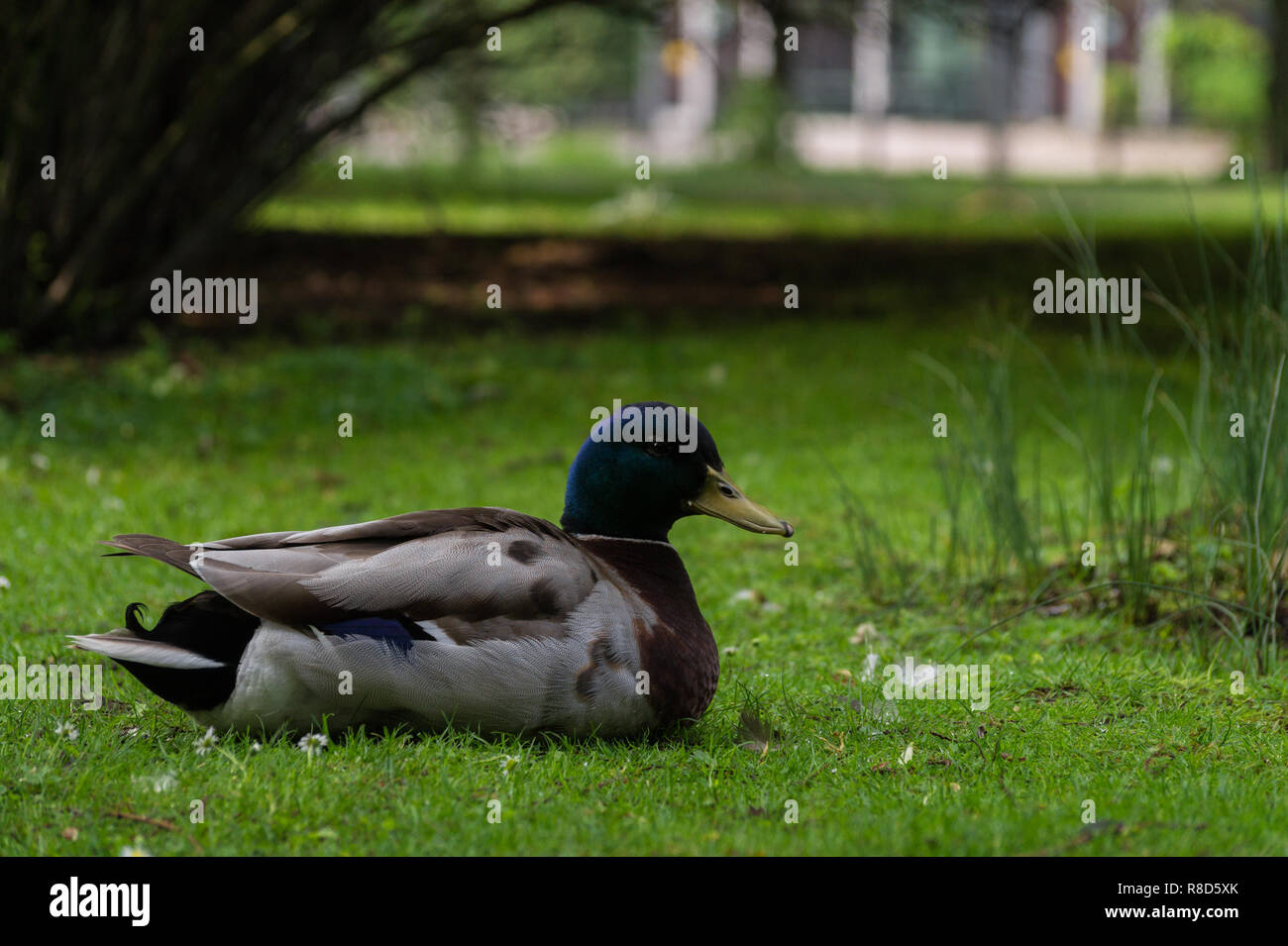 Close-up di un maschio di appoggio le anatre domestiche (Anas platyrhynchos) su un prato verde. Foto Stock