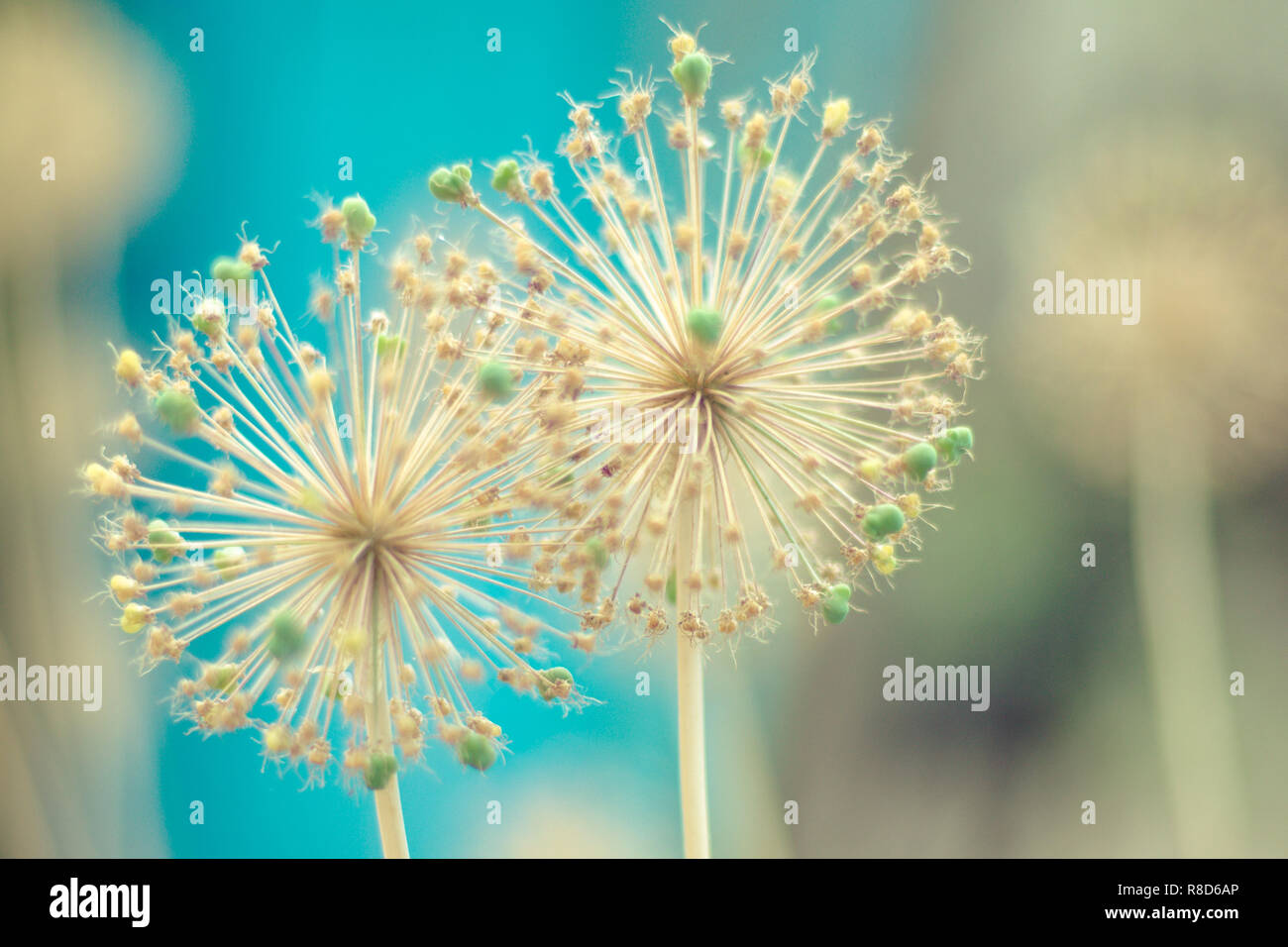 Due round pungenti Sementi di fiori di testa su uno sfondo verde. Foto Stock