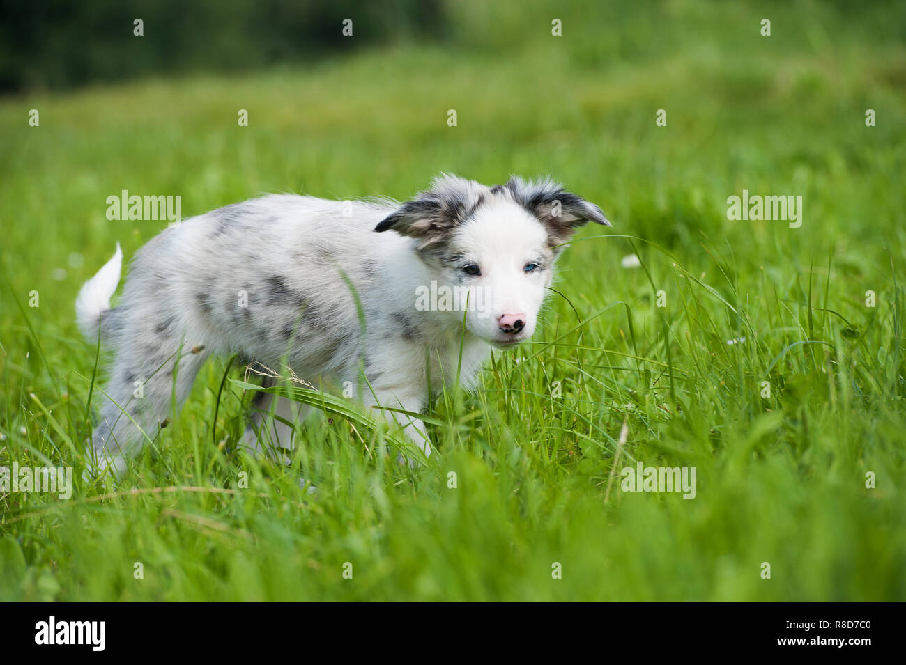 Carino Border Collie puppy in un prato estivo Foto Stock