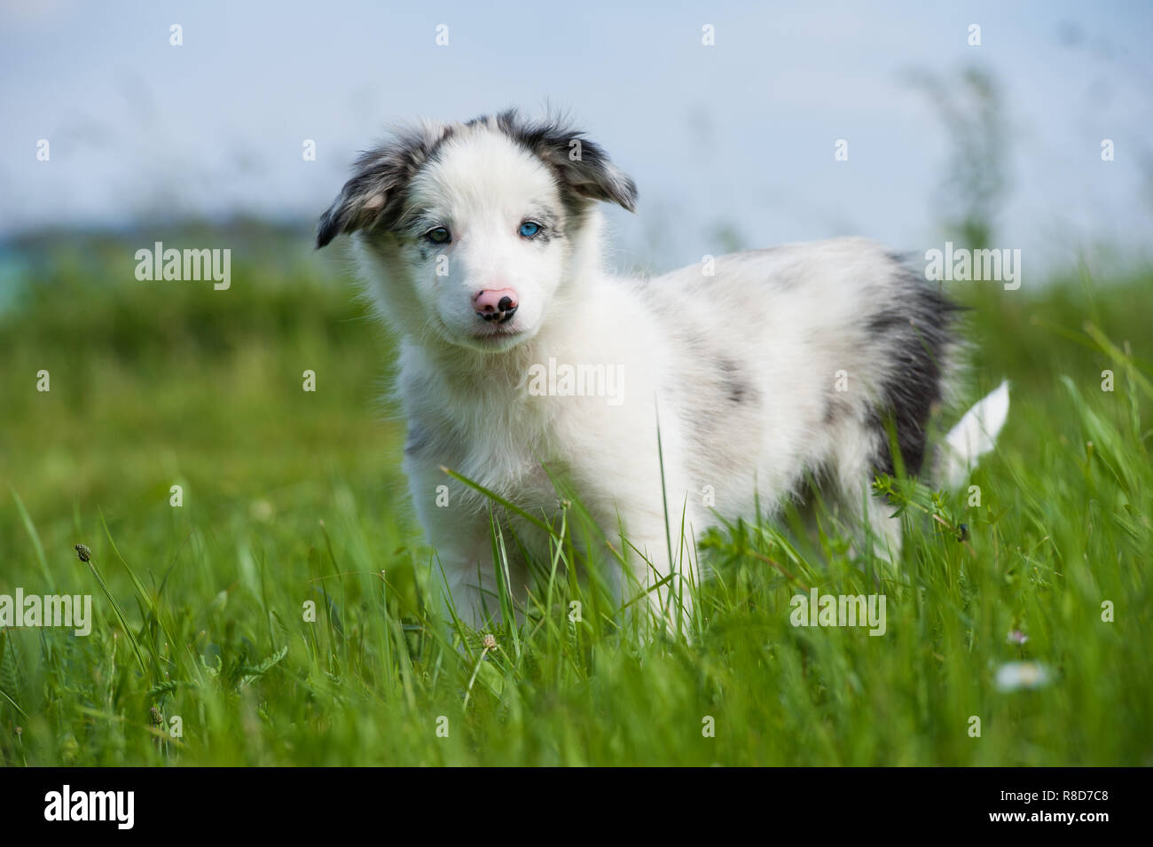 Carino Border Collie puppy in un prato estivo Foto Stock