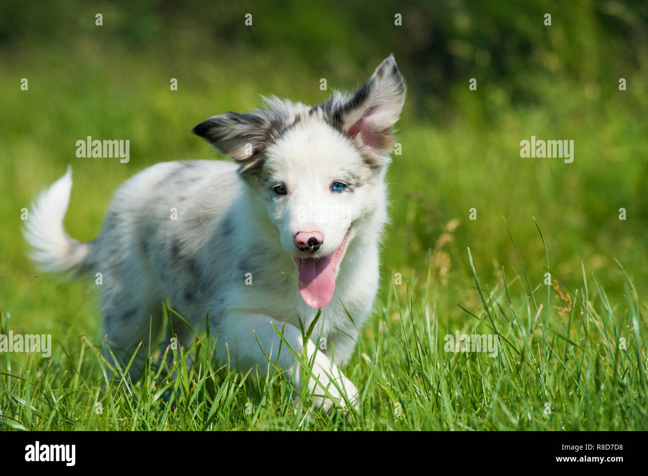 Carino Border Collie puppy in un prato estivo Foto Stock