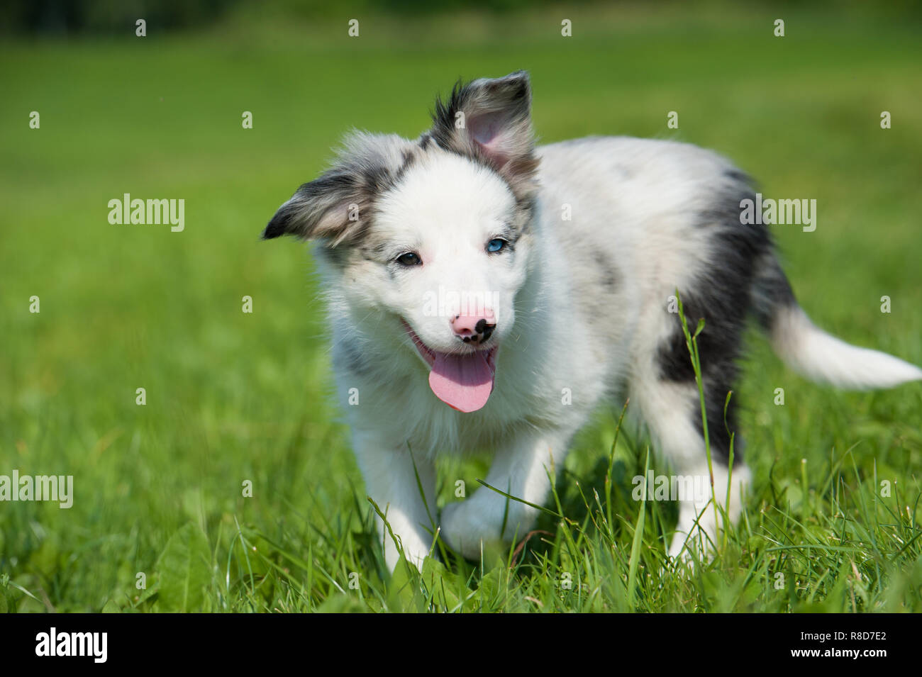 Carino Border Collie puppy in un prato estivo Foto Stock