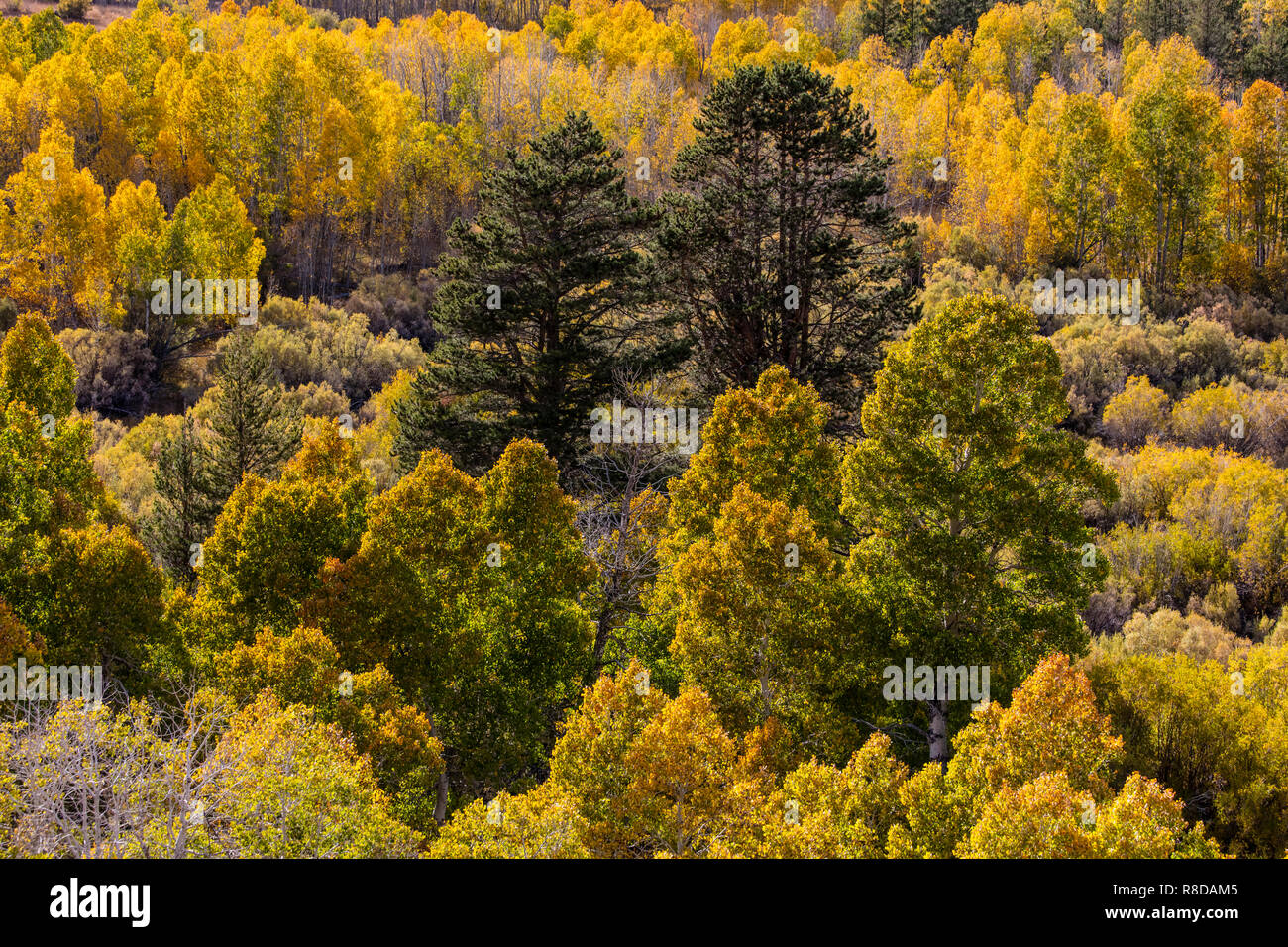 ASPEN alberi girare a colori in autunno sul vertice di Conway nella Sierra di Pasqua - California Foto Stock