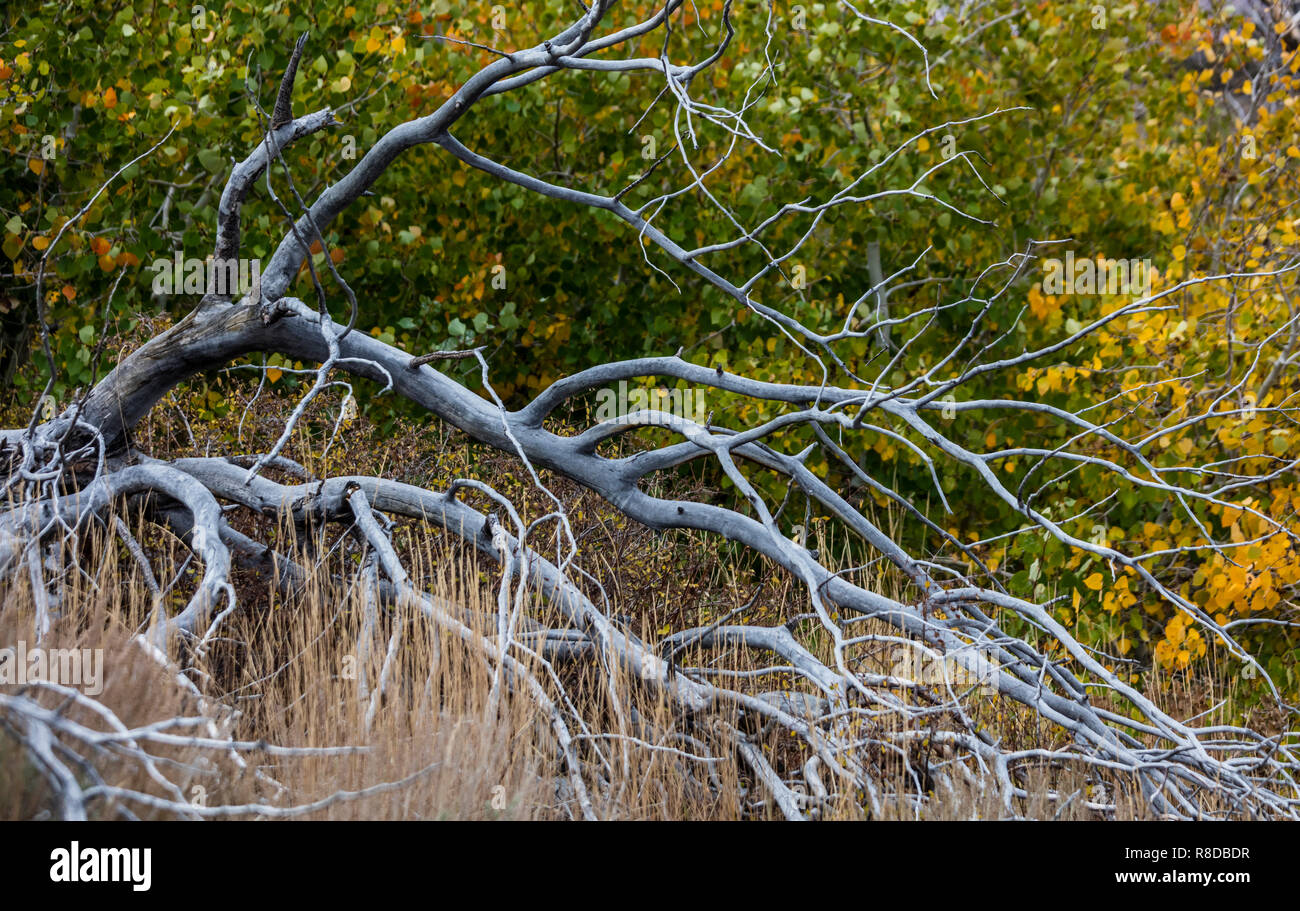 Un albero morto nella Sierra orientale sul banco di Parker al di sopra del lago di giugno LOOP - CALIFORINA Foto Stock