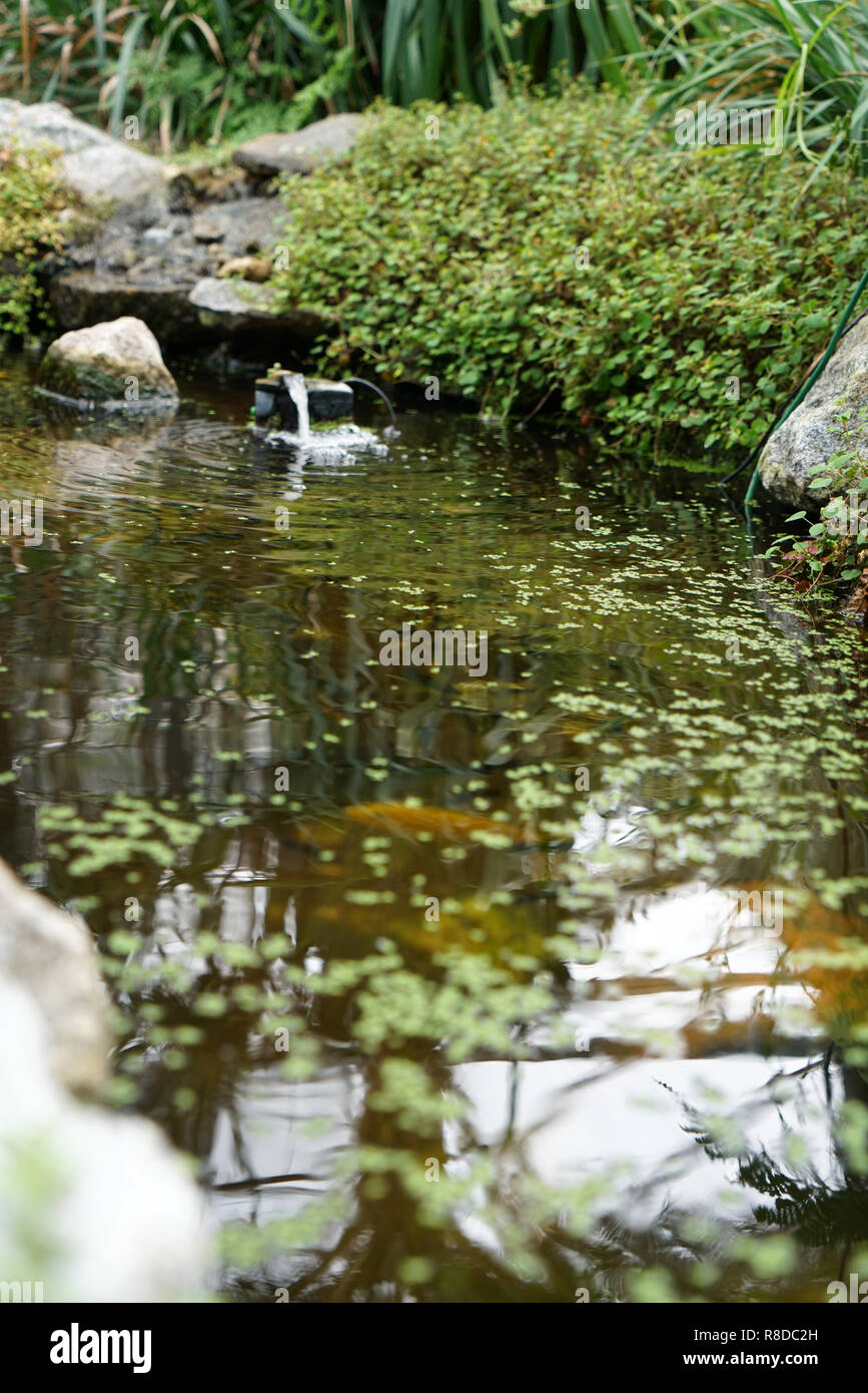 Laghetti da giardino sono impressionanti i biotopi di piccole dimensioni Foto Stock