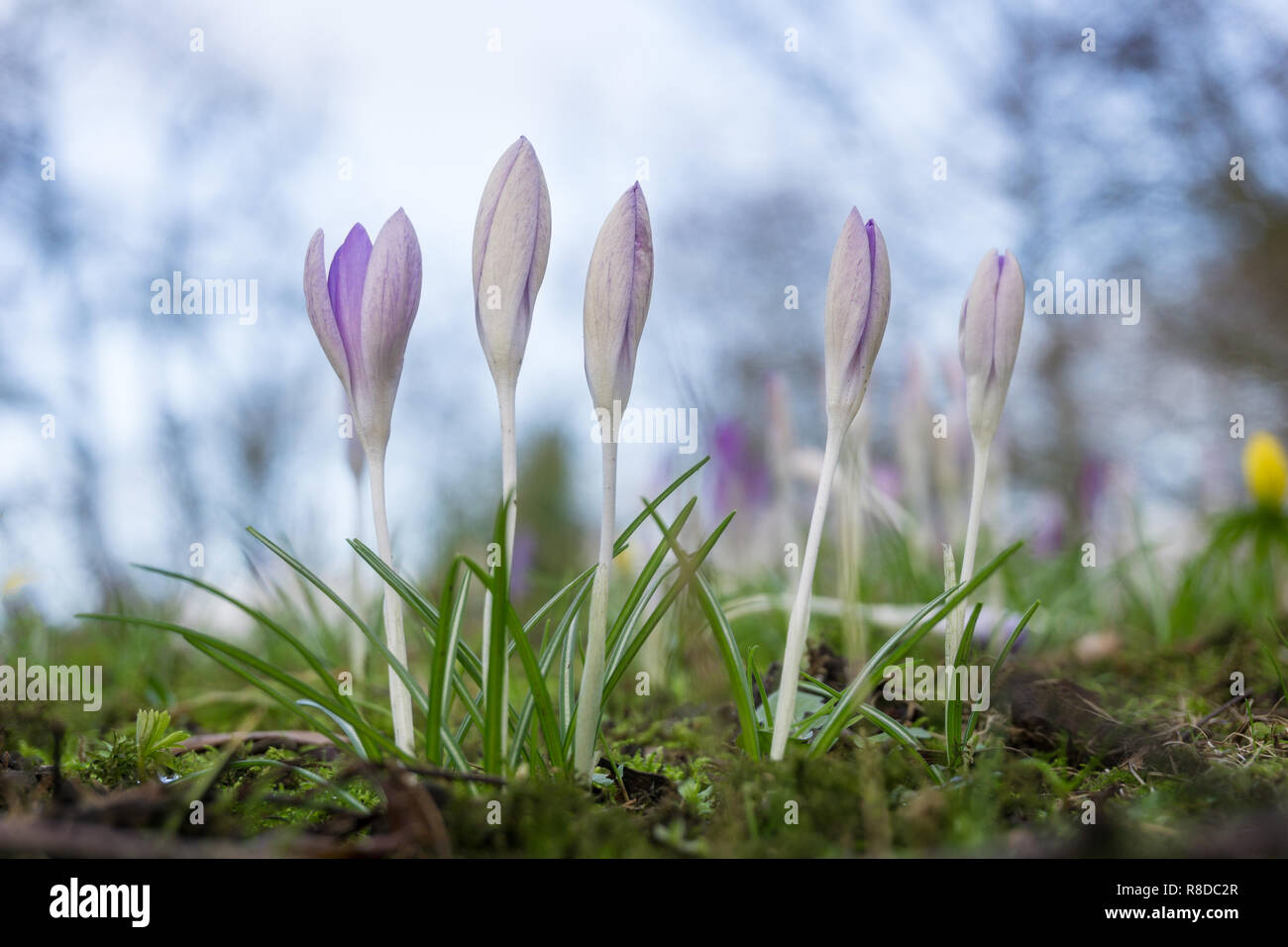 Close-up di fioritura Crocus fiori su un prato in primavera. Foto Stock