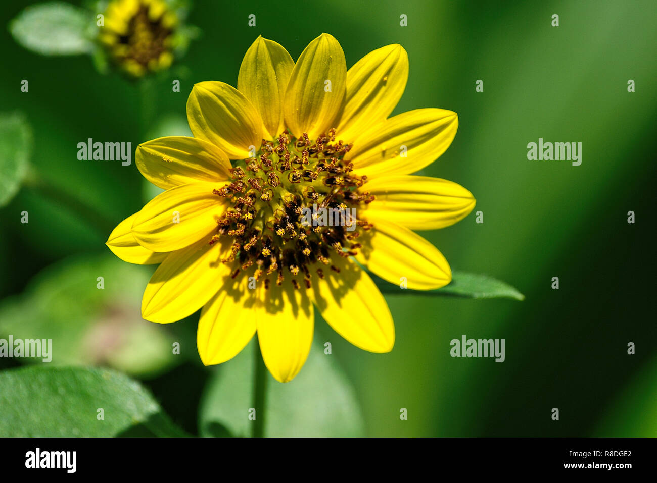 Daisy giallo fiore nel paesaggio soleggiato Foto Stock