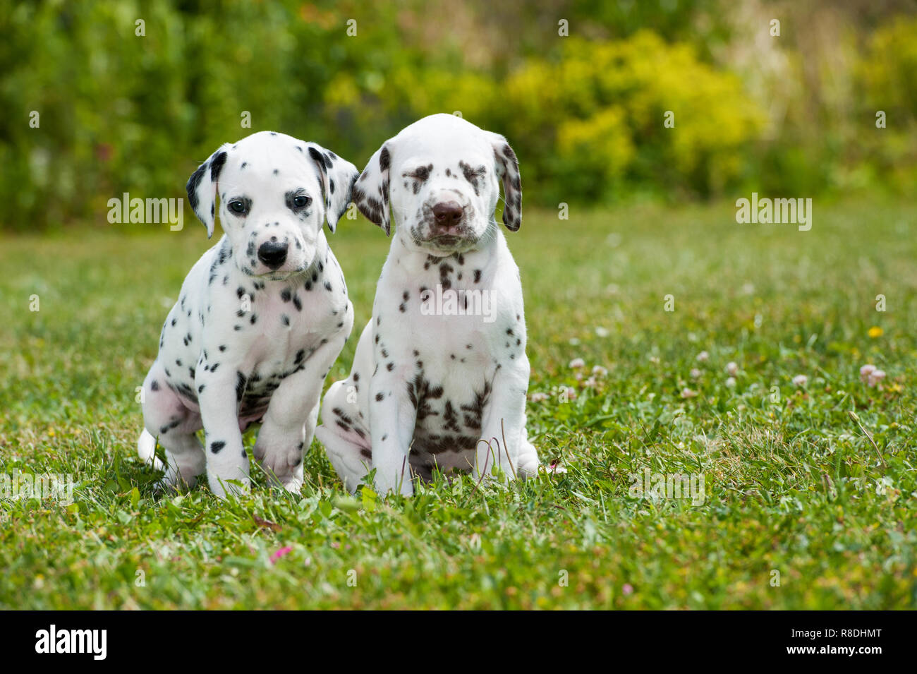 Cuccioli dalmata giocare su un prato Foto Stock