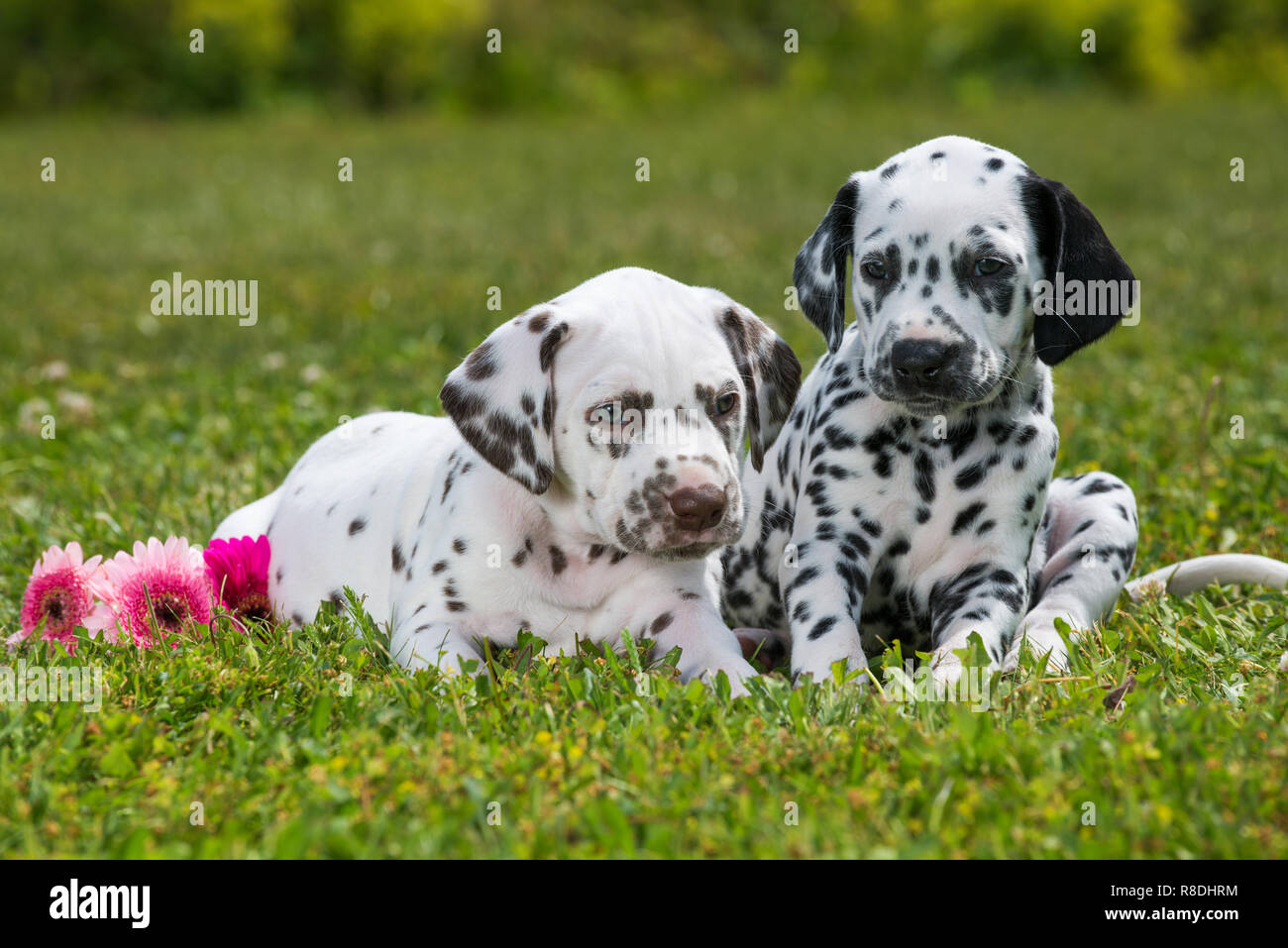 Cuccioli dalmata sdraiato su un prato Foto Stock
