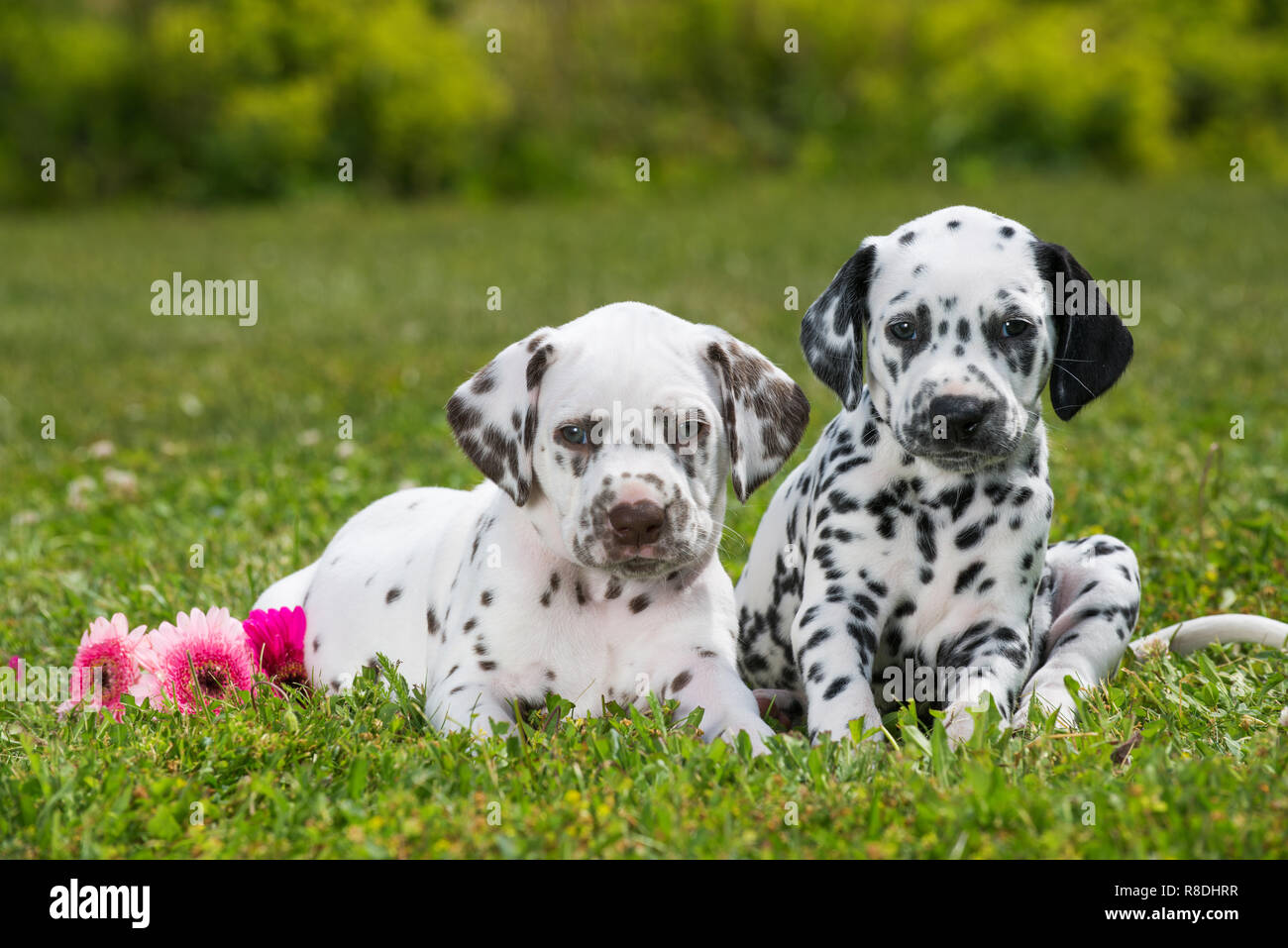 Cuccioli dalmata sdraiato su un prato Foto Stock