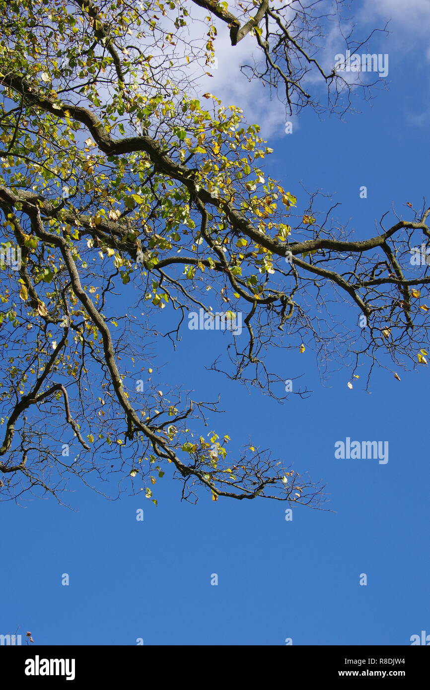 Presenza di rami sporgenti con Golden Foglie di autunno contro un cielo blu, sfondo naturale. Vecchia Aberdeen, Scozia, Regno Unito. Foto Stock