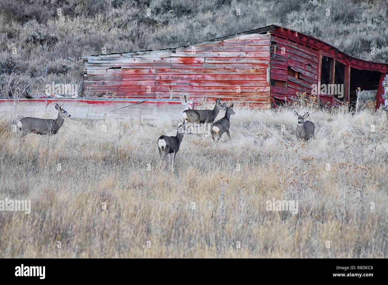 Cervi selvatici in Utah Wasatch Front Montagne Rocciose nella parte anteriore di un legno rosso meteo fienile. Una piccola mandria di Mule Deer riuniti in autunno buck al pascolo Foto Stock