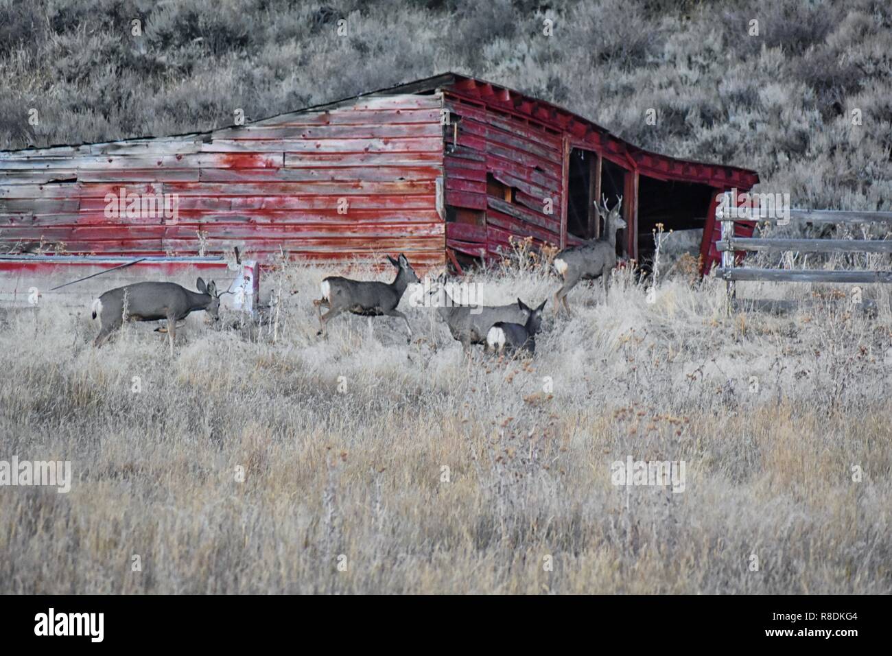Cervi selvatici in Utah Wasatch Front Montagne Rocciose nella parte anteriore di un legno rosso meteo fienile. Una piccola mandria di Mule Deer riuniti in autunno buck al pascolo Foto Stock