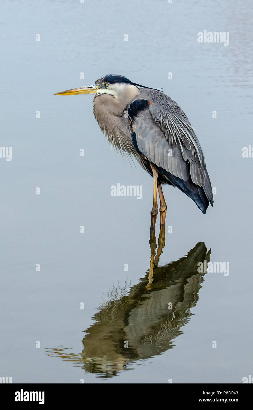 Airone blu (Ardea erodiade) in Florida's zone umide Foto Stock