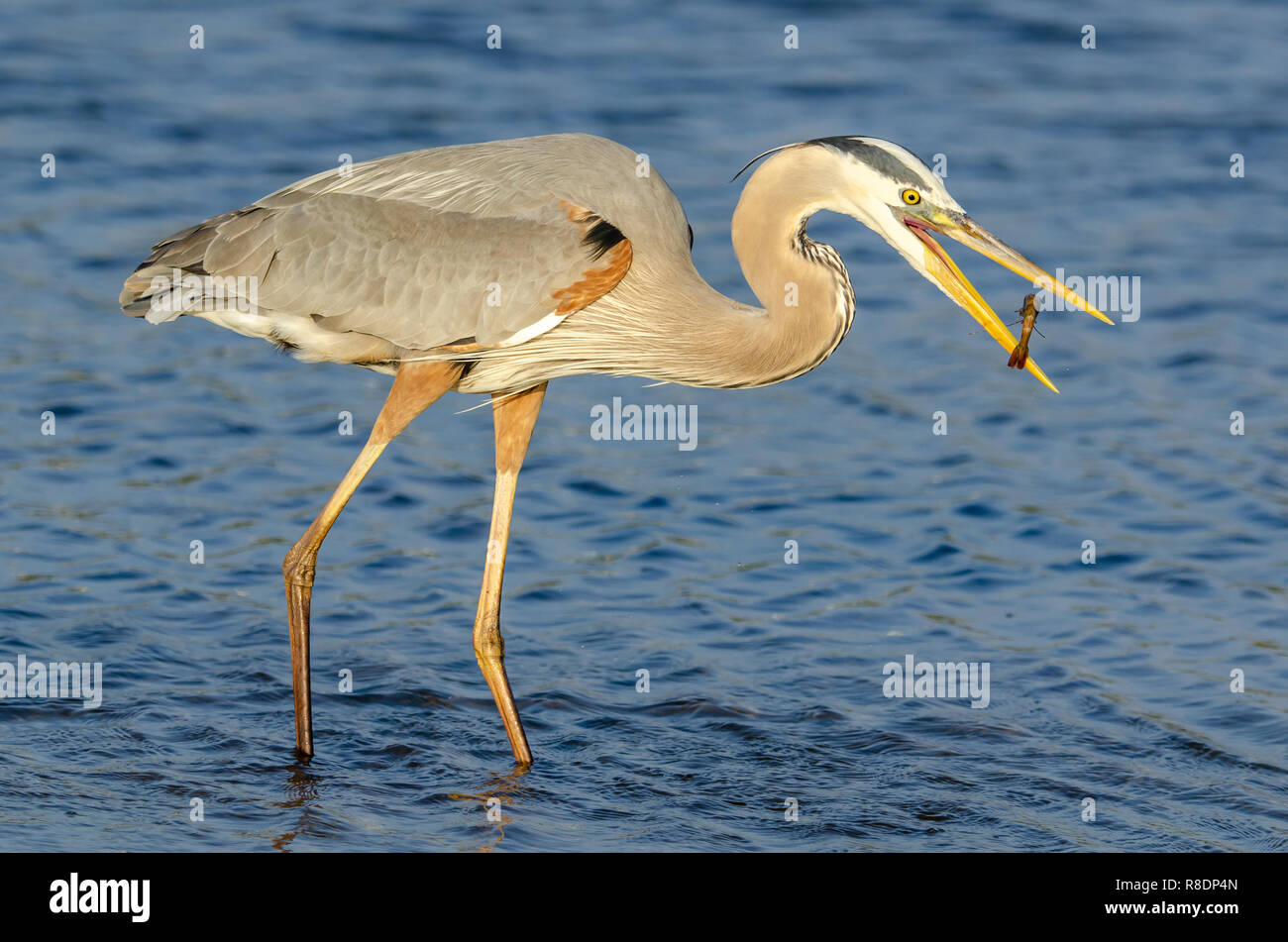 Airone blu (Ardea erodiade) in Florida's zone umide Foto Stock