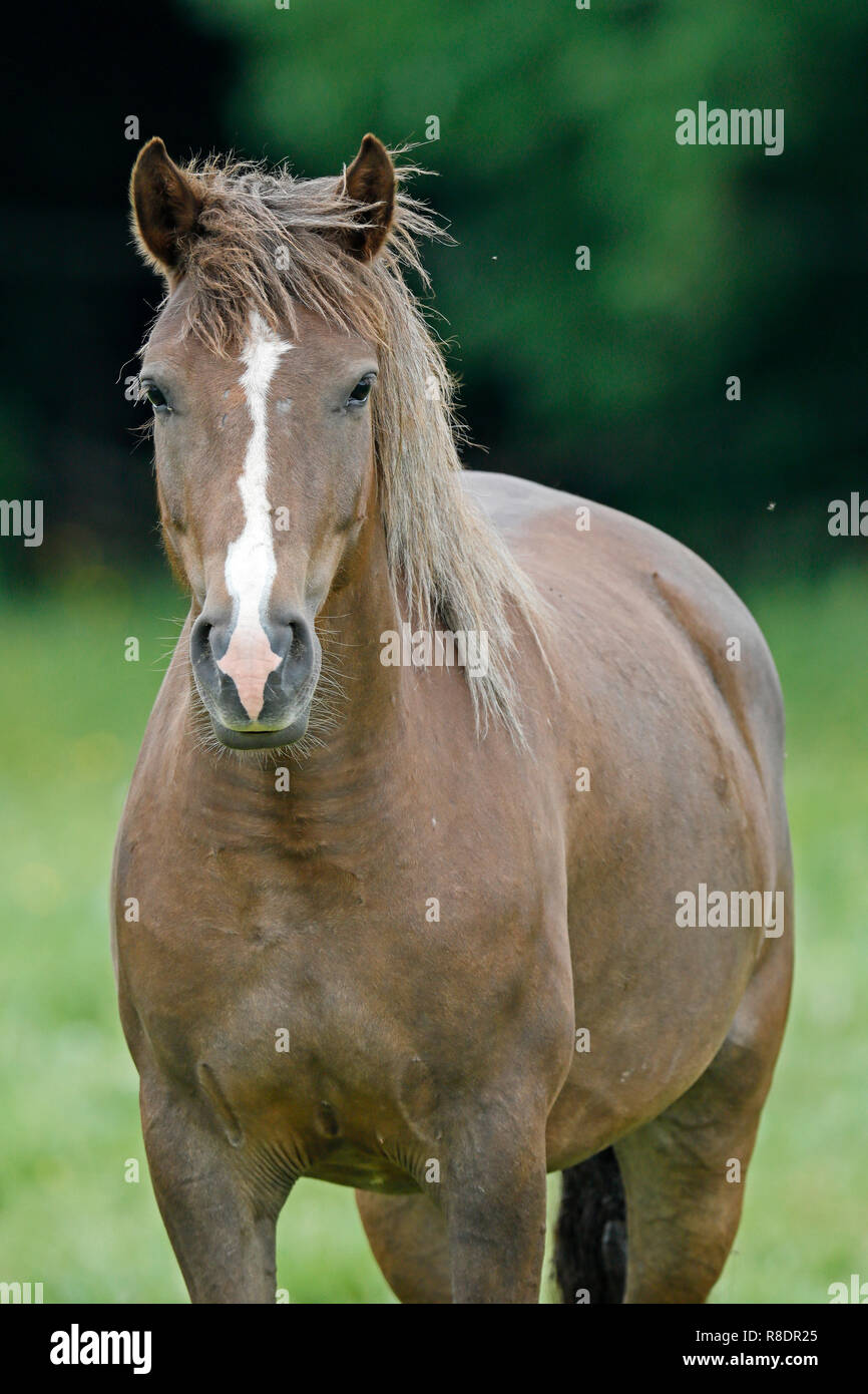 Cavallo Haflinger (nazionale) puledro su un prato a loro corral, Germania Foto Stock