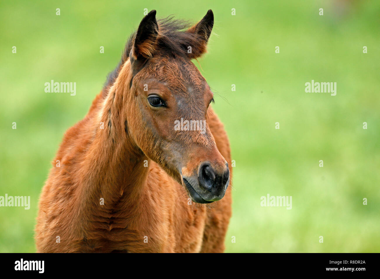 Cavallo Haflinger (nazionale) puledro su un prato a loro corral, Germania Foto Stock