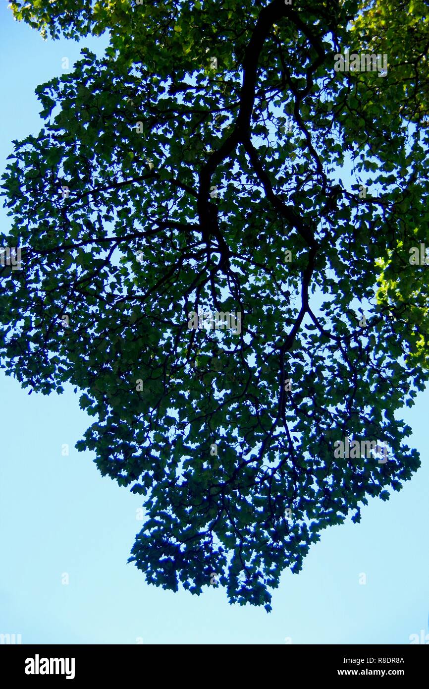 Sfondo naturale di un sicomoro ramo (Acer pseudoplatanus) in piena di foglia. Vecchia Aberdeen, Scozia, Regno Unito. Foto Stock