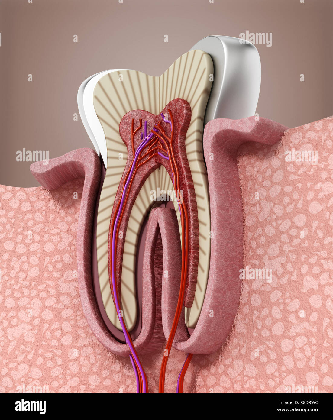 Struttura in 3D di un dente umano. 3D'illustrazione. Foto Stock
