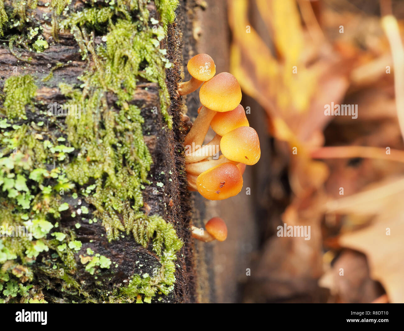 Molto giovane ciuffo di zolfo di funghi (Hypholoma fasciculare) cresce in un Pacific Northwest forest Foto Stock