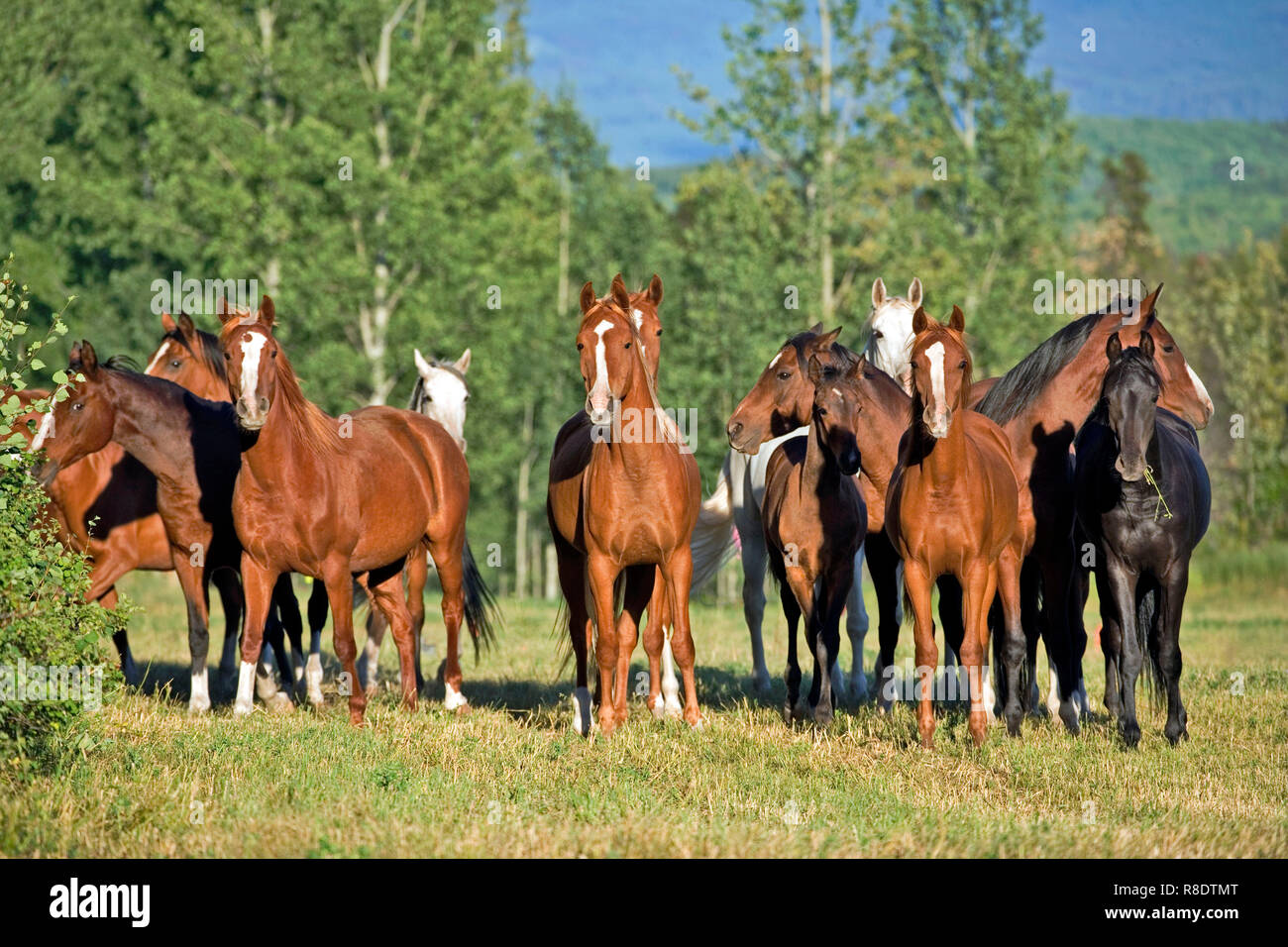 Gruppo di cavalli arabi in piedi insieme in Prato Foto stock - Alamy