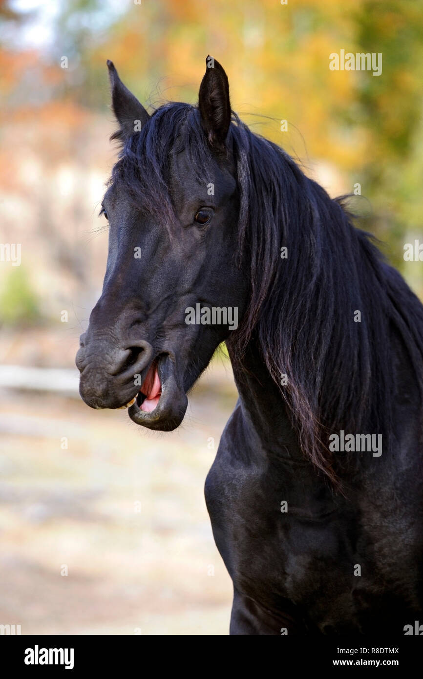 Ritratto di tre anni di razza pura stallone Frisone parlando. Foto Stock