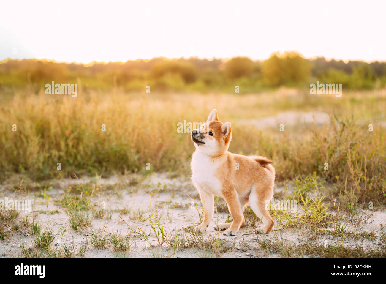 Giovane e bella Red Shiba Inu cucciolo di cane in piedi all'aperto nel prato durante il tramonto. Foto Stock