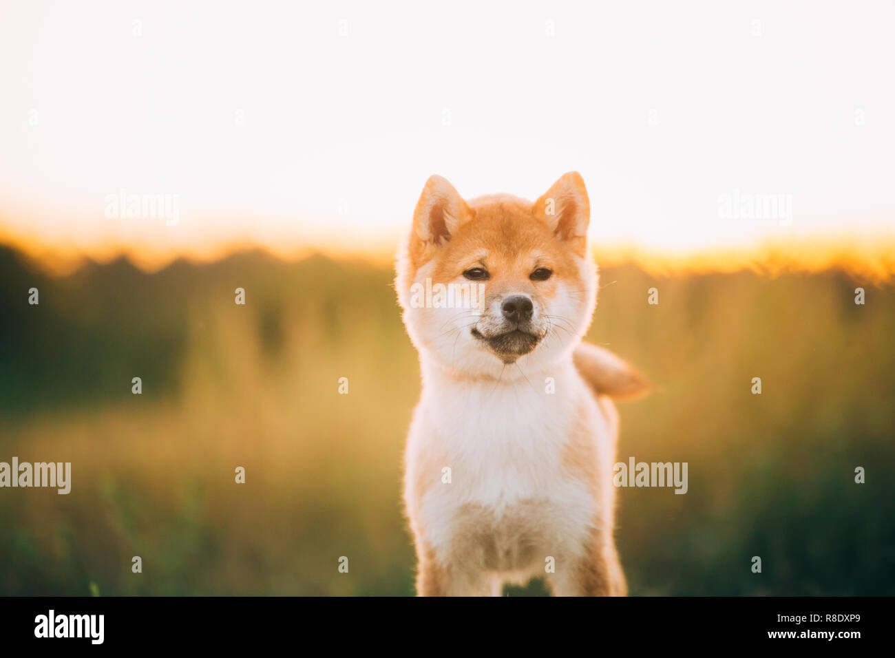 Close up ritratto giovane e bella Red Shiba Inu cucciolo di cane Outdoor durante il tramonto. Foto Stock