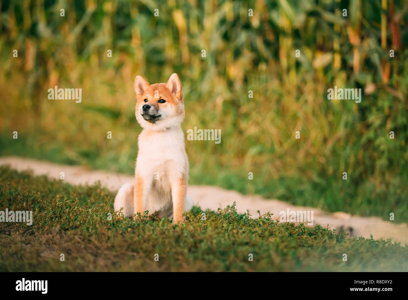 Giovane e bella Red Shiba Inu cucciolo di cane seduti all'aperto in strada attraverso il campo di mais. Foto Stock