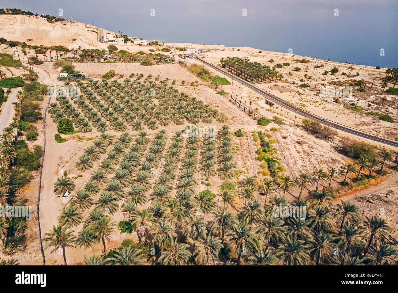 Le piantagioni di palme da dattero vista dall'alto, vista aerea.. Palme da dattero hanno un posto importante nel deserto avanzata agricoltura nel Medio Oriente. Sfondo di e Foto Stock