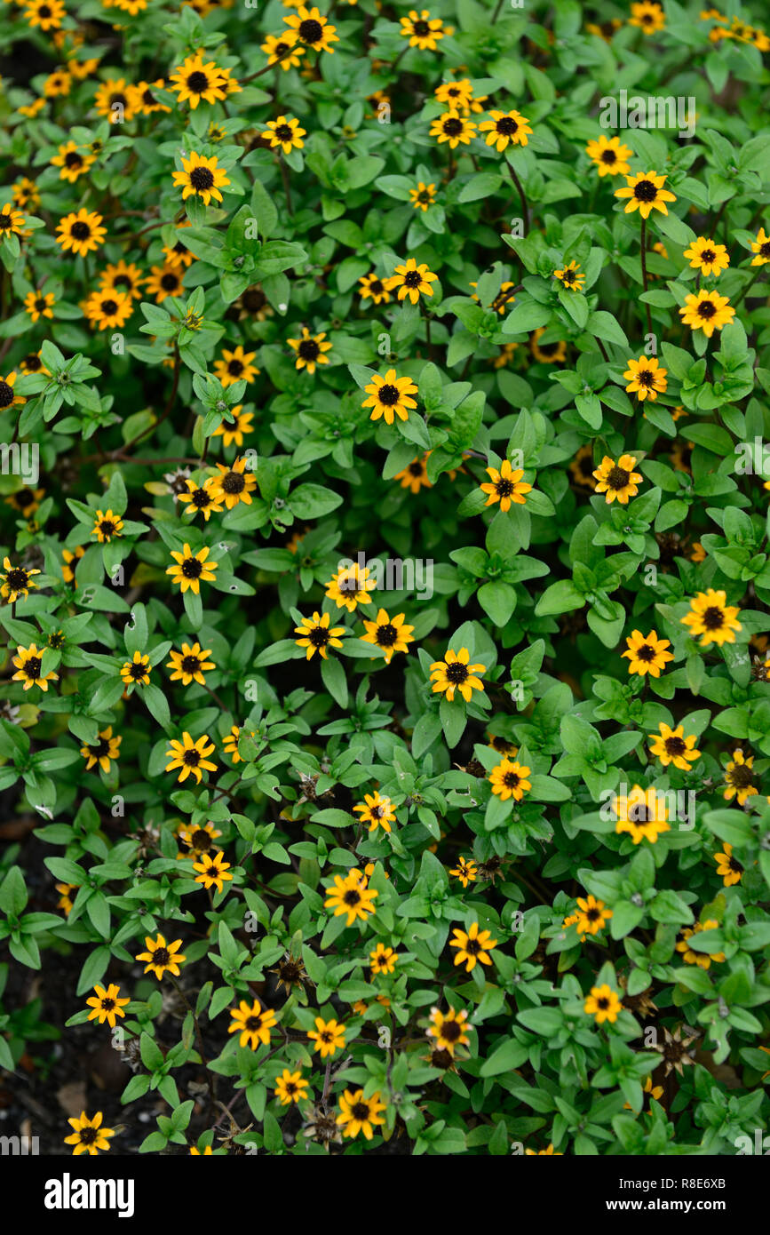 Sanvitalia procumbens arancio mandarino,giallo,profusa,profusione,fiore,fiori,fioritura,RM Floral Foto Stock