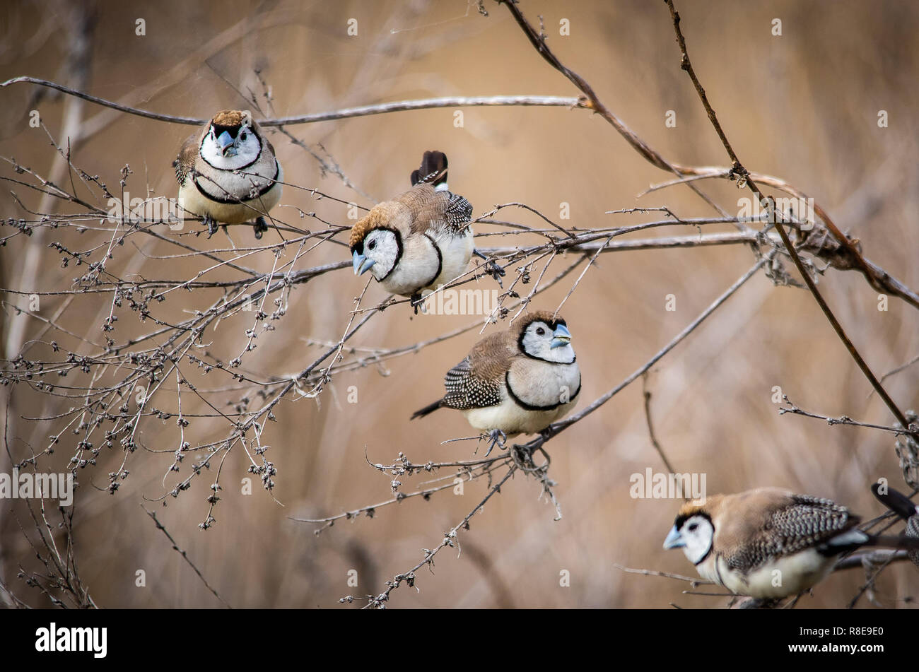 Gruppo di Double-sbarrate Finches alimentazione sulle erbe spontanee nel bush australiano Foto Stock