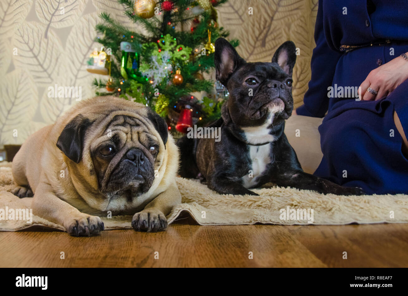 Cani al nuovo anno vacanze. due animali domestici: uno di loro è nero, attivo bulldog francese. Un altro animale è triste beige, fawn pug. due cani in camera era vicino a albero di natale.La tradizionale casa vacanze. Foto Stock
