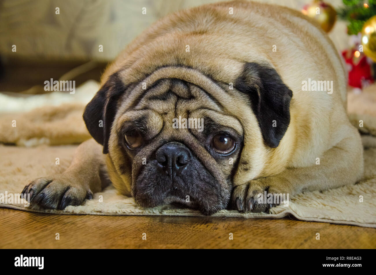 Lenta, pigra e noiosa cane a vacanze di capodanno. pet è triste beige, fawn pug. spessa, grasso cane in camera era vicino a albero di natale. sfondo è tradizionale casa di vacanza. Foto Stock