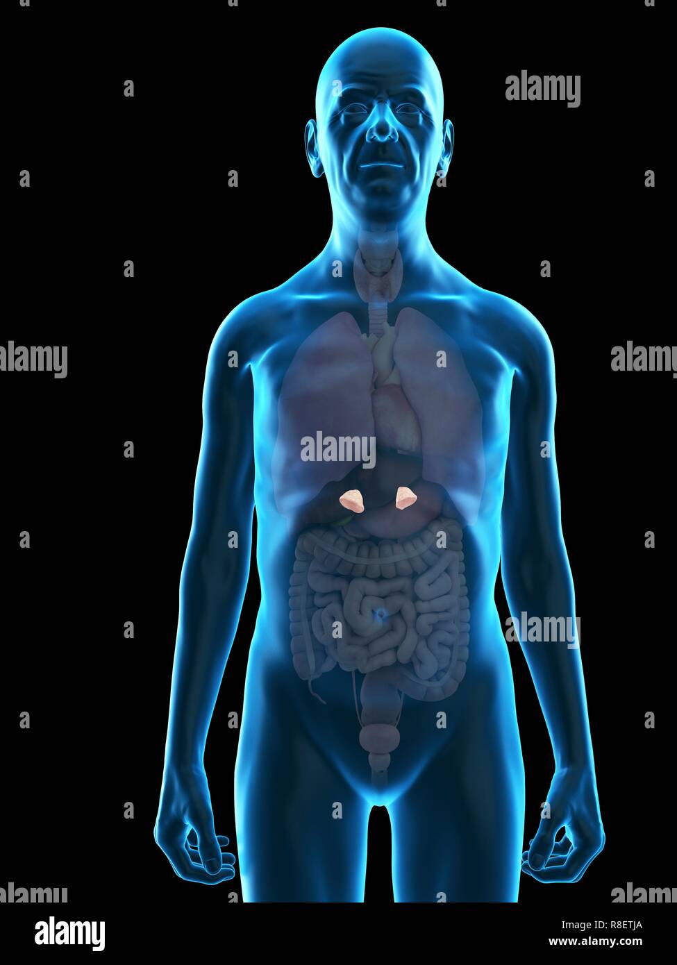 Illustrazione di un vecchio uomo di ghiandole surrenali. Foto Stock