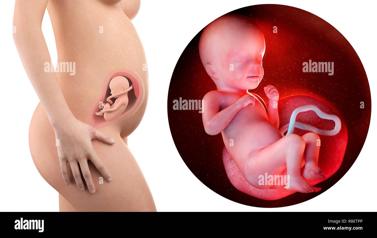 Illustrazione Di Una Donna In Stato Di Gravidanza E 26 Settimana Del Feto Foto Stock Alamy